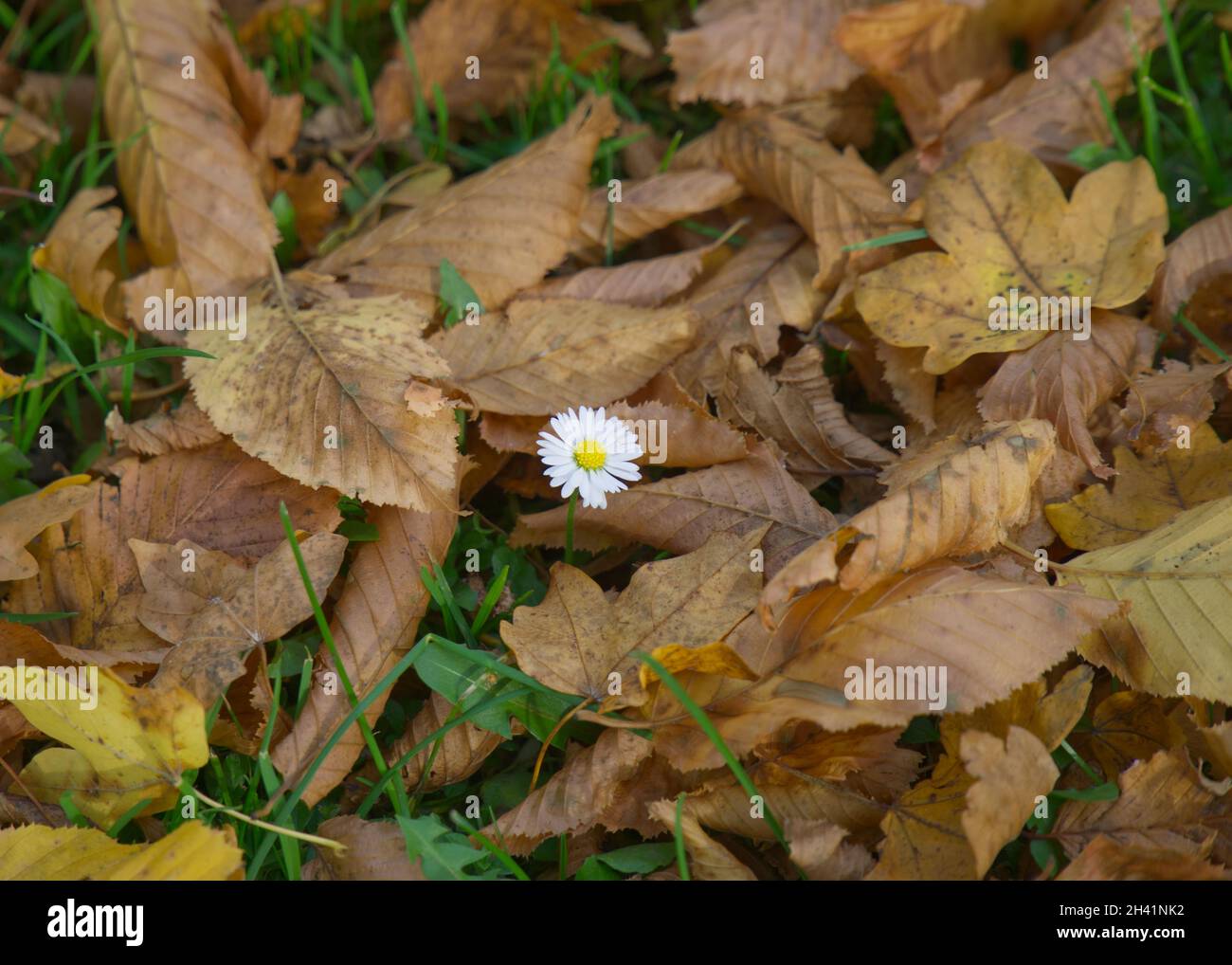 Autumn leaves with a flower in middle Stock Photo