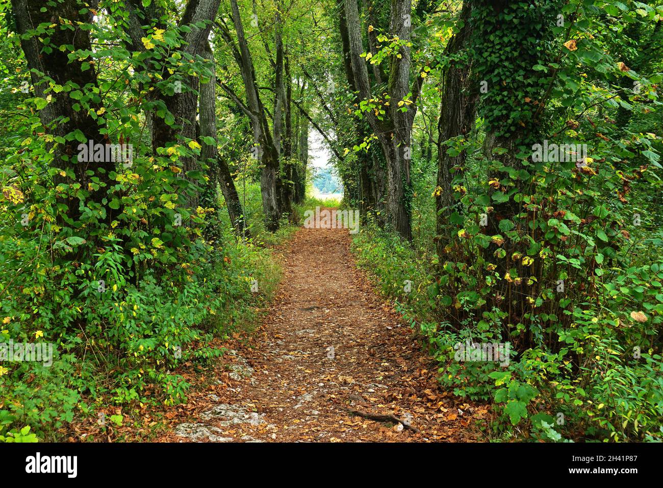 Lime tree avenue in the princely complex of Inzigkofen near Sigmaringen; Upper Danube Nature Park; G Stock Photo