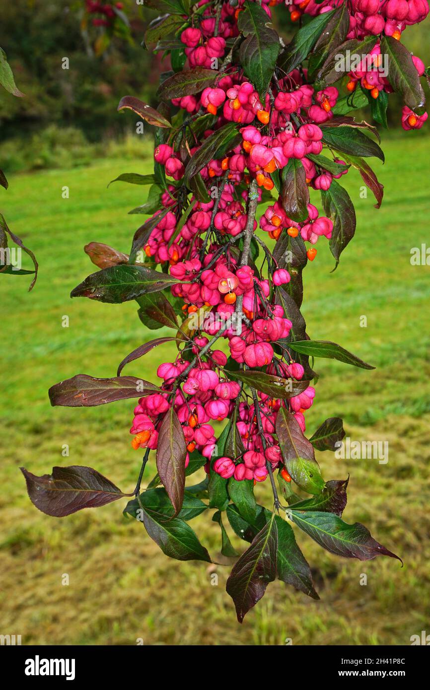 Spindle tree,  European spindle, common spindle, Stock Photo