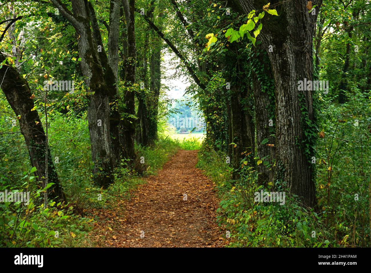 Lime tree avenue in the princely complex of Inzigkofen near Sigmaringen; Upper Danube Nature Park; G Stock Photo
