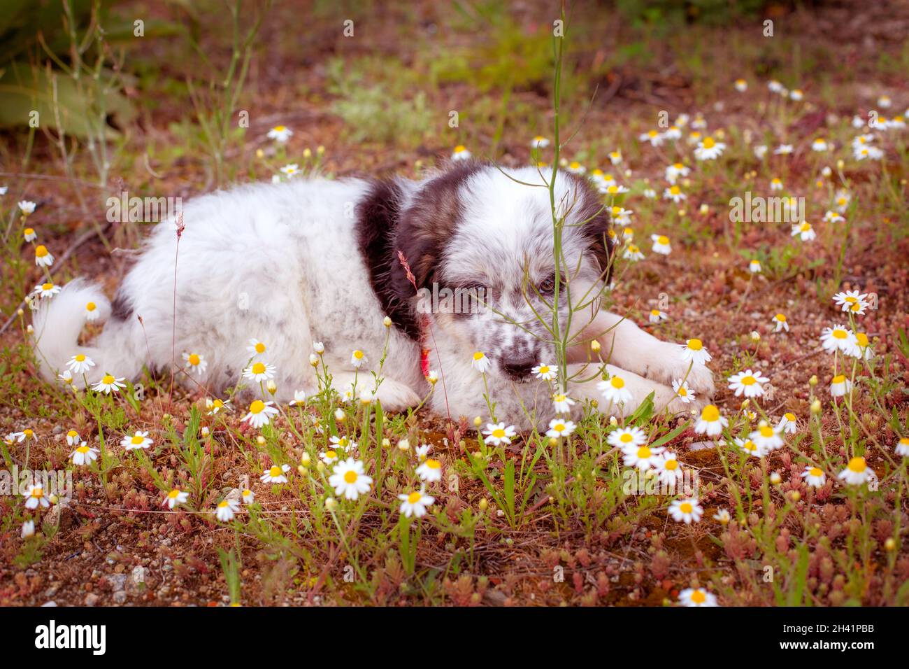 Puppy lying In the grass, close up portrait Stock Photo - Alamy