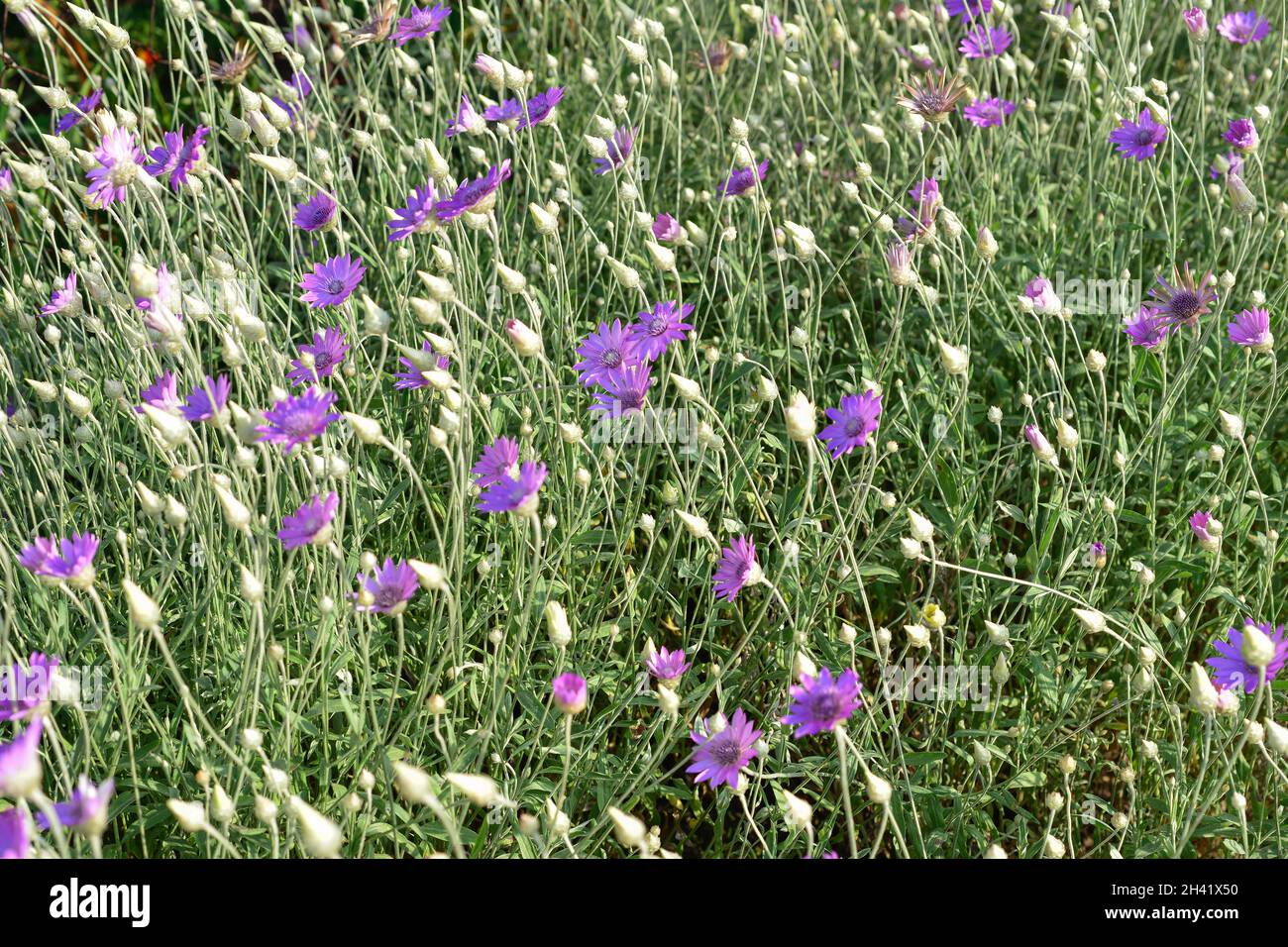 Purple flower of Annual Everlasting or Immortelle, Xeranthemum annuum, macro, selective focus. Stock Photo