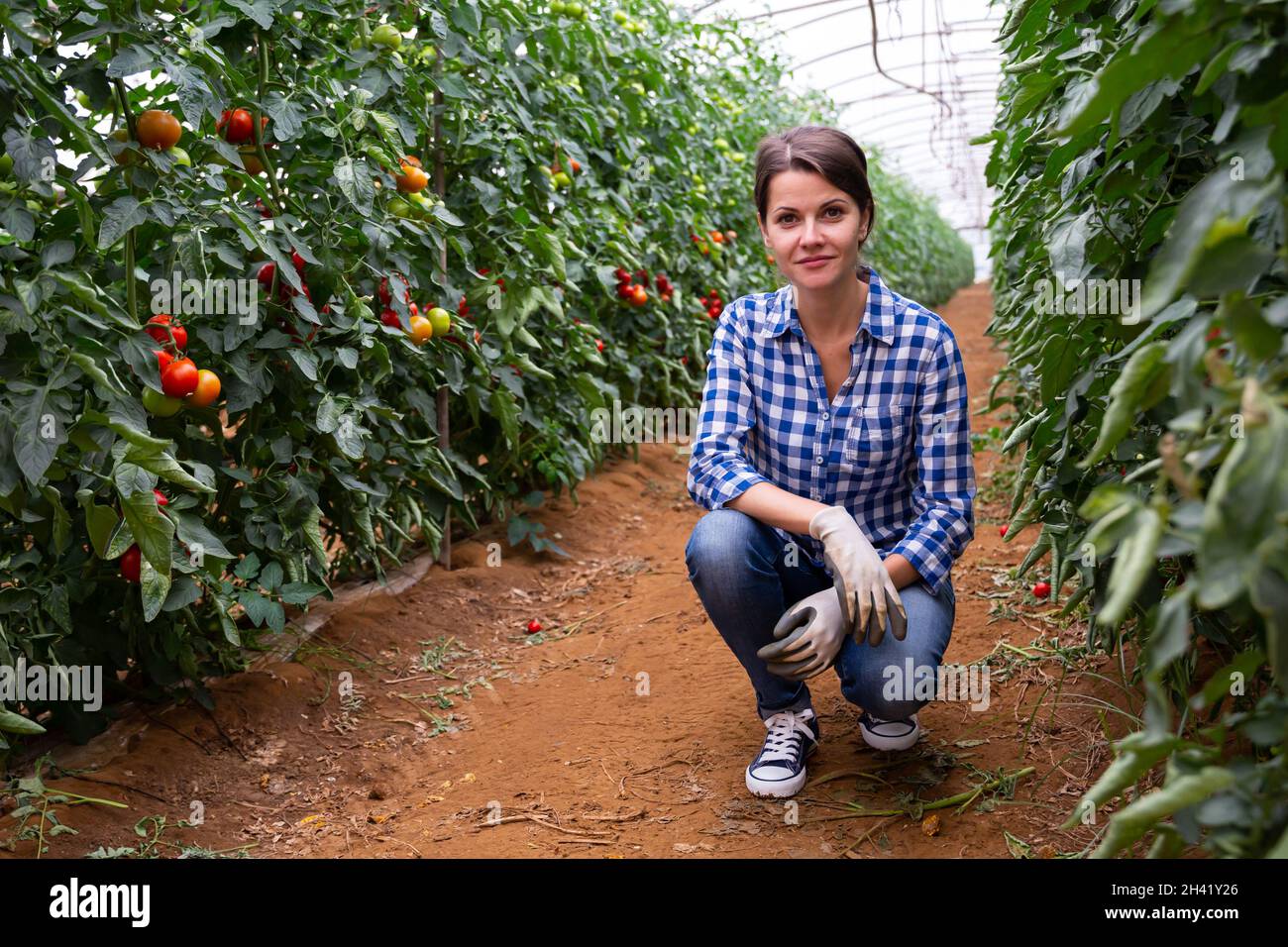 Successful female horticulturist near tomato bushes in greenhouse Stock ...