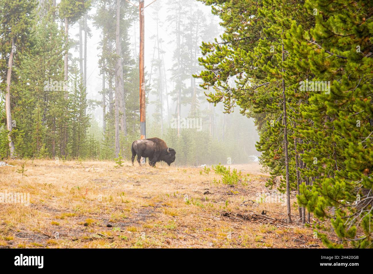 Buffalo Forest