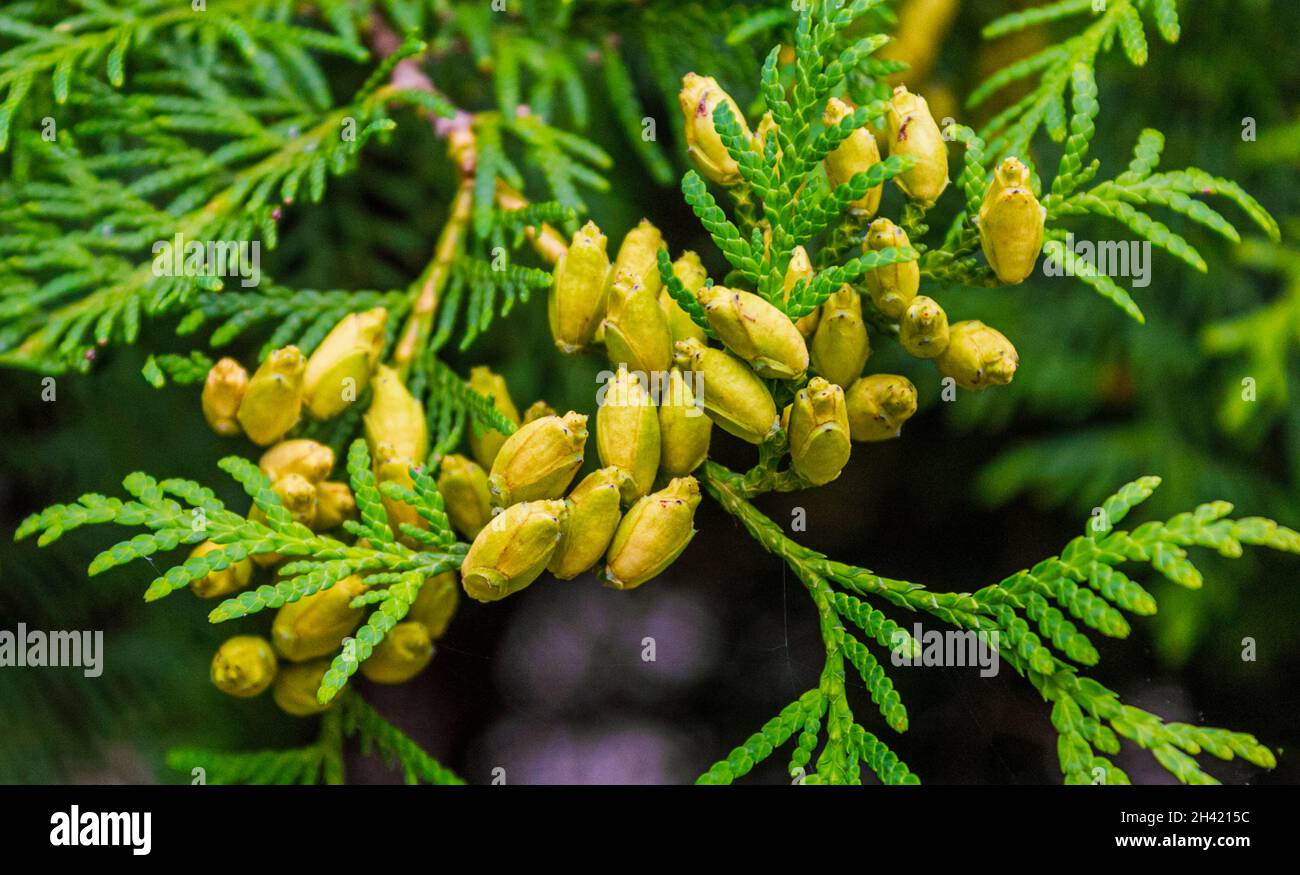 Thuja Korean undersized, blooms in the park in summer. Beautiful inflorescences Stock Photo