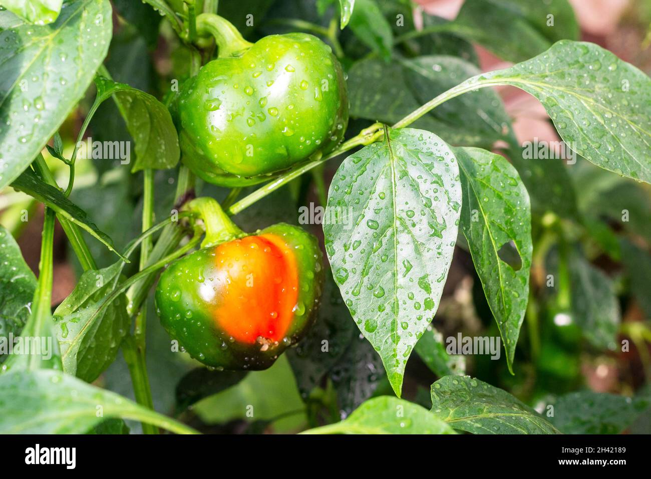 Green and red peppers grow in a modern greenhouse. Harvest watering