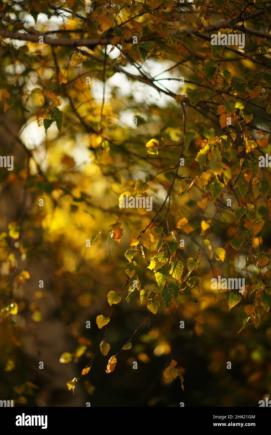 Birch tree with different autumn leaves in sunny day Stock Photo - Alamy