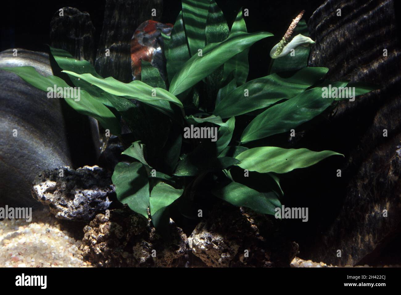 Common anubias, Anubias barteri Stock Photo