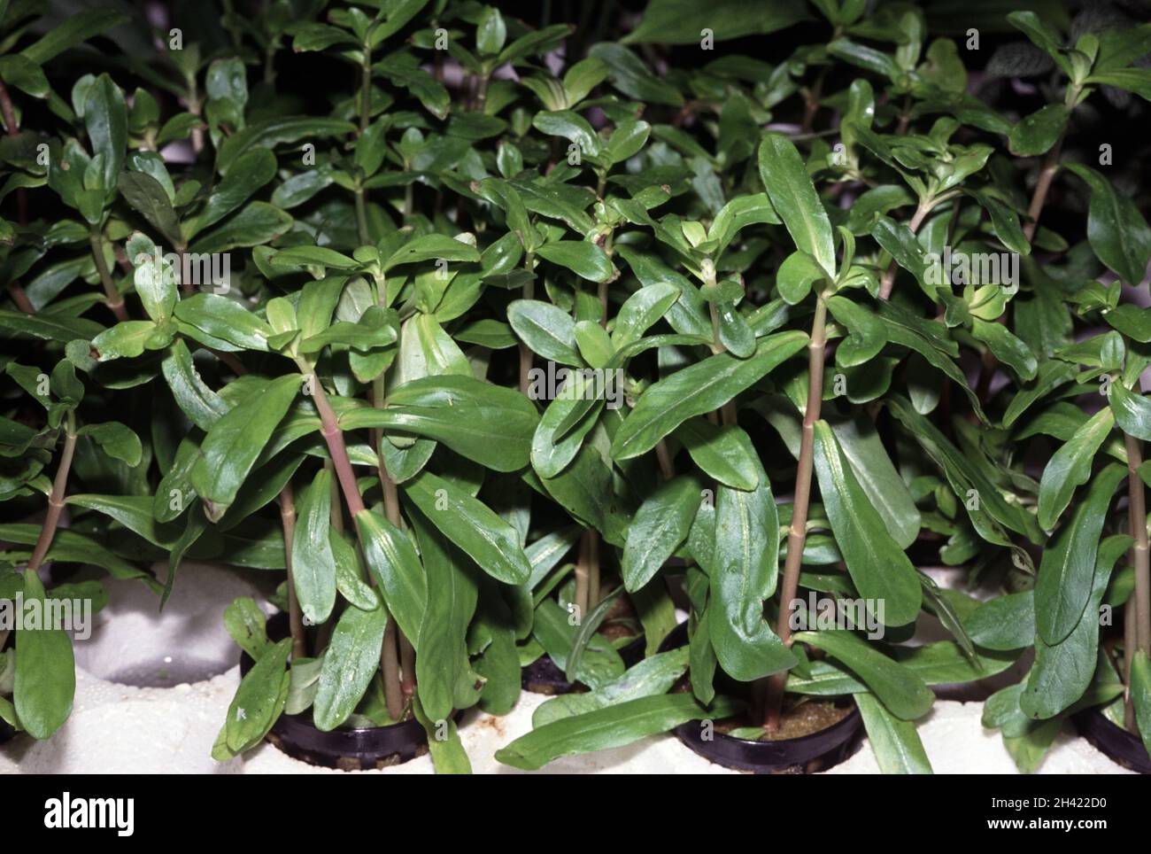 Ammannia crassicaulis from Africa is also known as Nesaea crassicaulis. Hydroponic culture for aquarium purpose Stock Photo