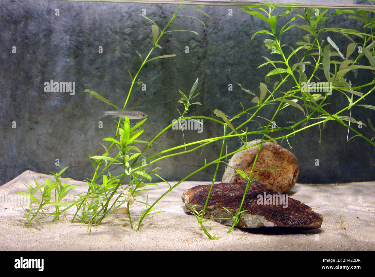 Callitriche stagnalis is a perennial aquatic vascular plant species, also known as pond water-starwort Stock Photo