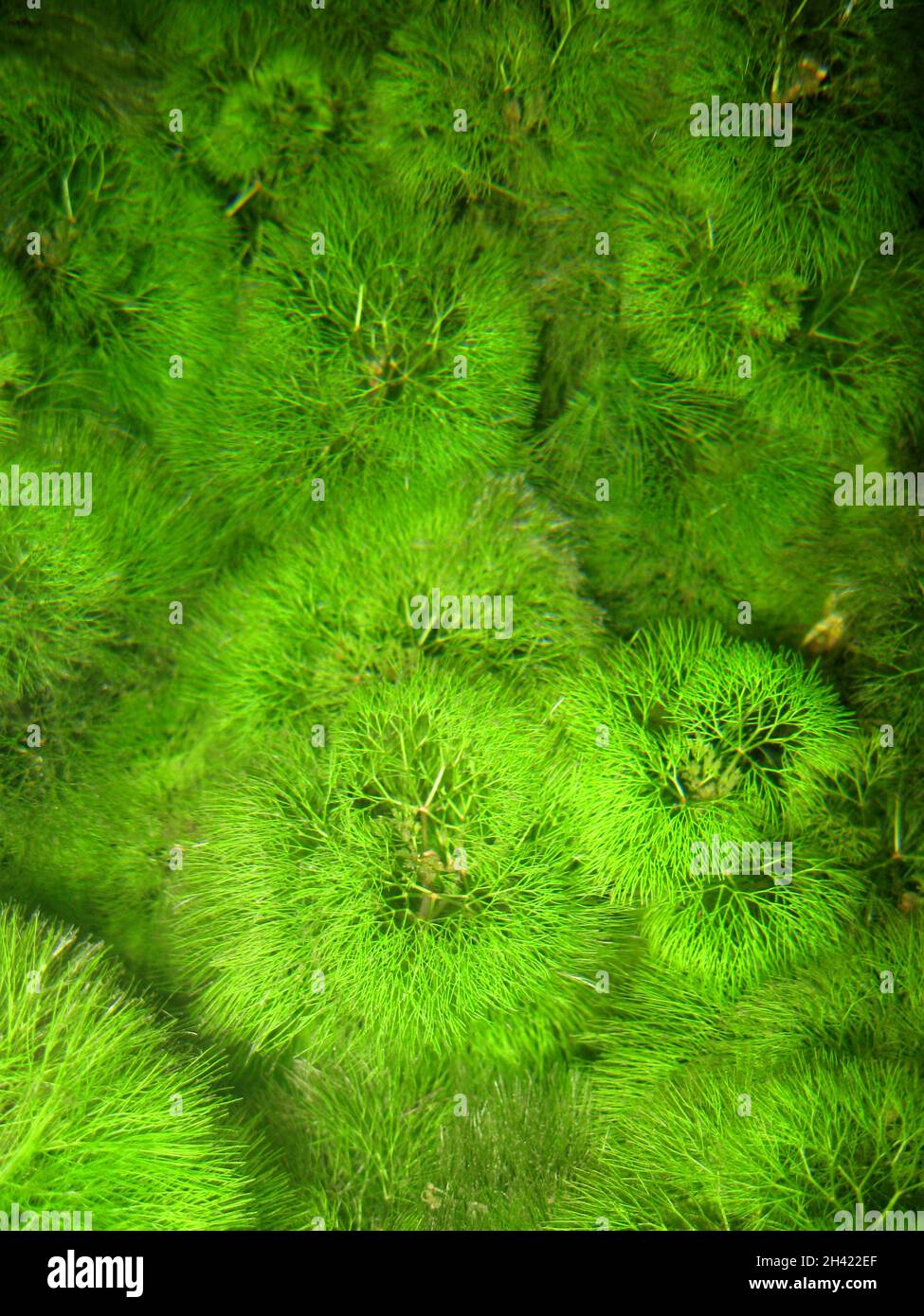 Cabomba aquatica is commonly known as fanwort or giant cabomba Stock Photo