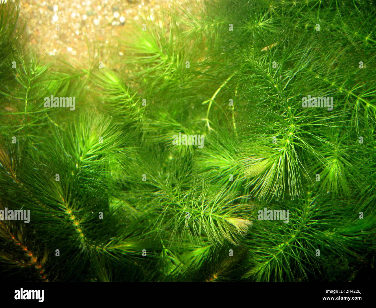 Ceratophyllum demersum, commonly known as hornwort, rigid hornwort, coontail, or coon's tail Stock Photo