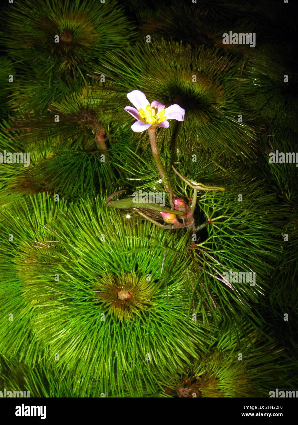 Flowering Cabomba caroliniana, commonly called fanwort or Carolina watershield Stock Photo