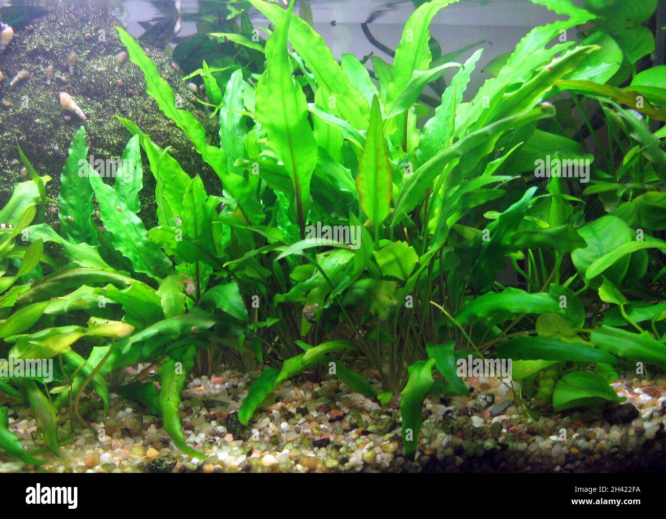 Pot Cryptocoryne Becketii live aquarium plant tropical fish tank fern 