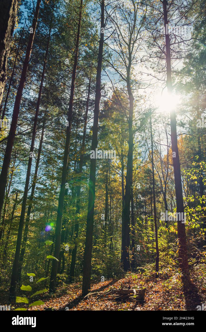 Glare from sun shines through hi-res stock photography and images - Alamy