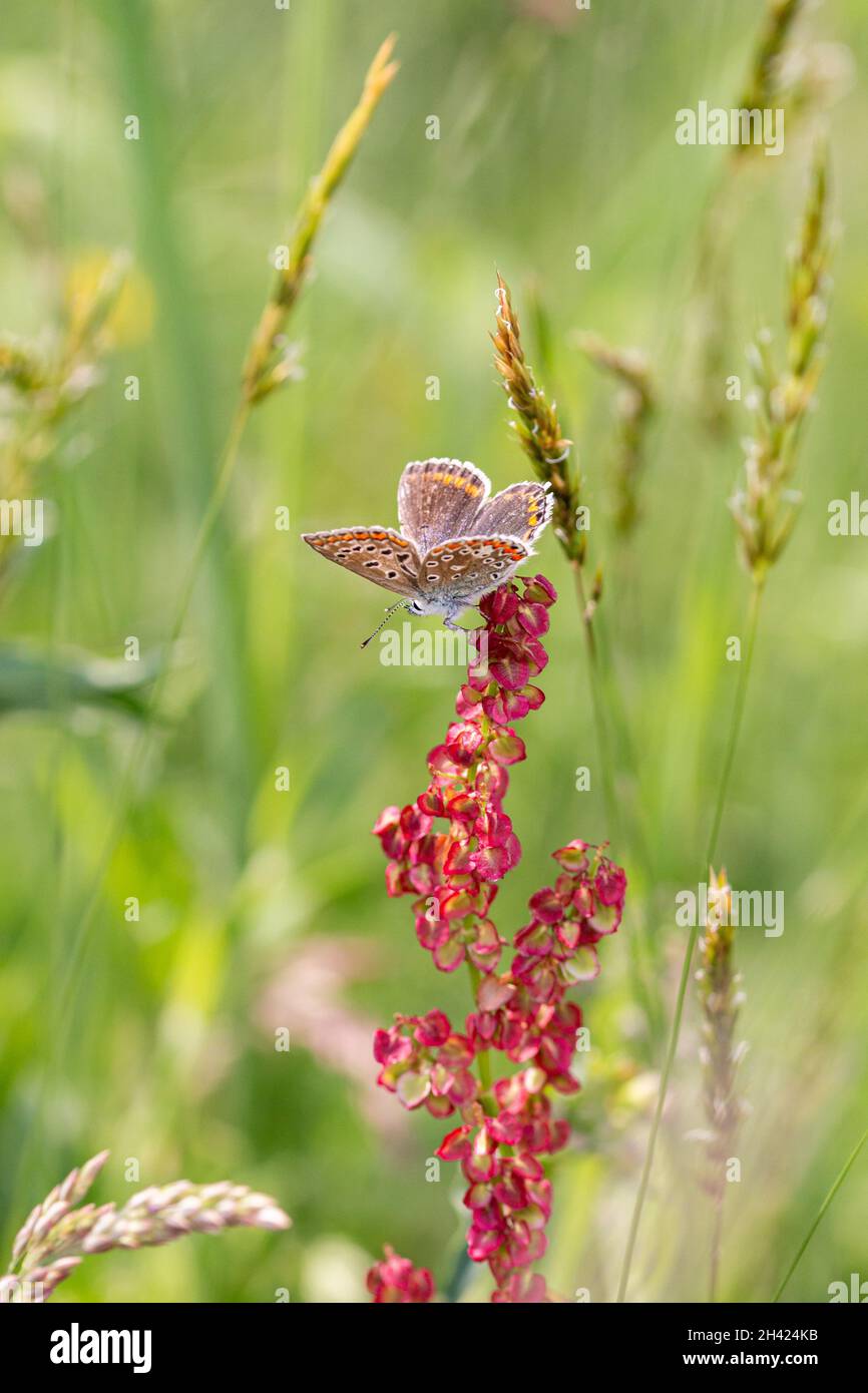 Macro of a common blue (polyommatus icarus) butterfly on a sorrel (rumex acetosa) with blurred background; pesticide free environmental protection Stock Photo