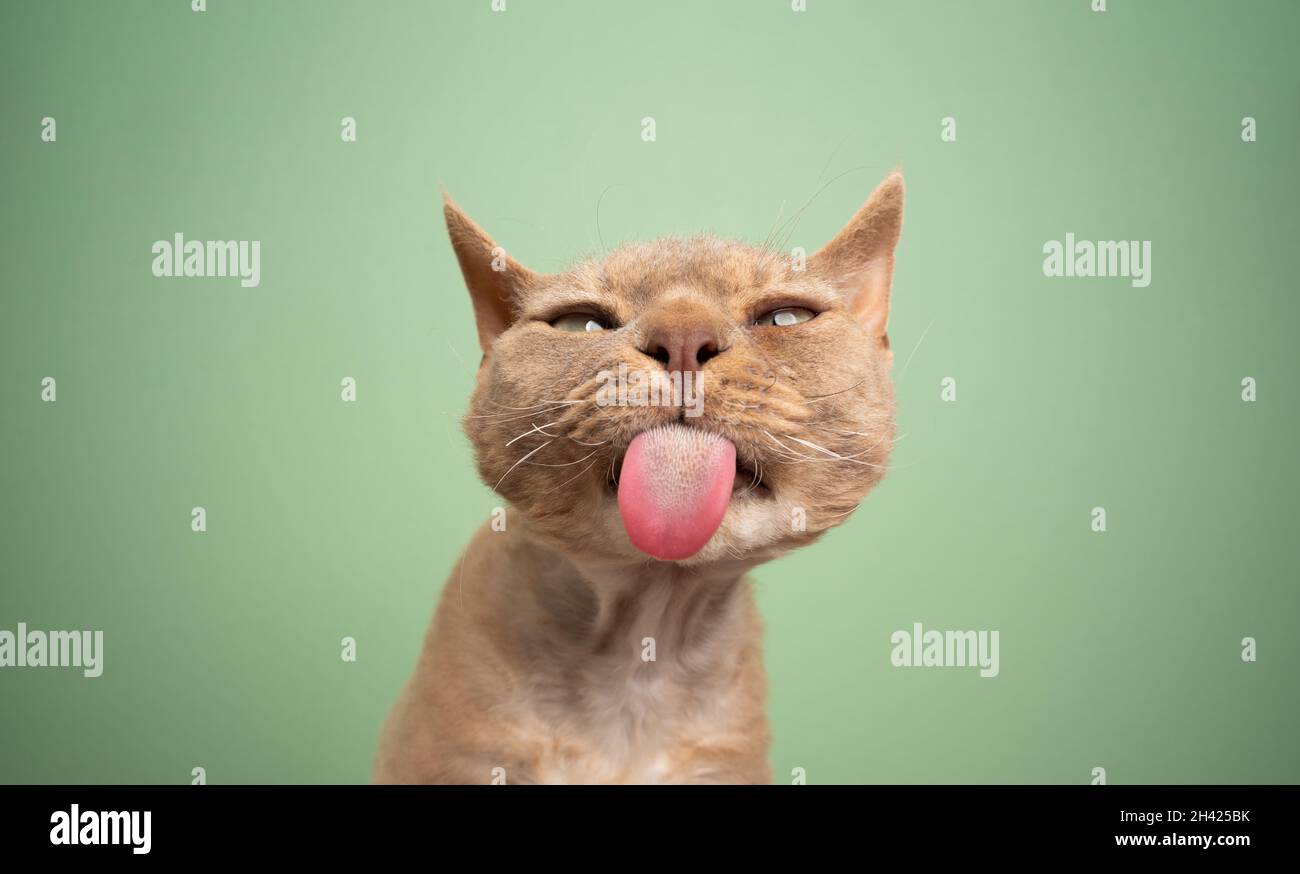 fawn devon rex cat making funny face sticking out tongue looking silly ...