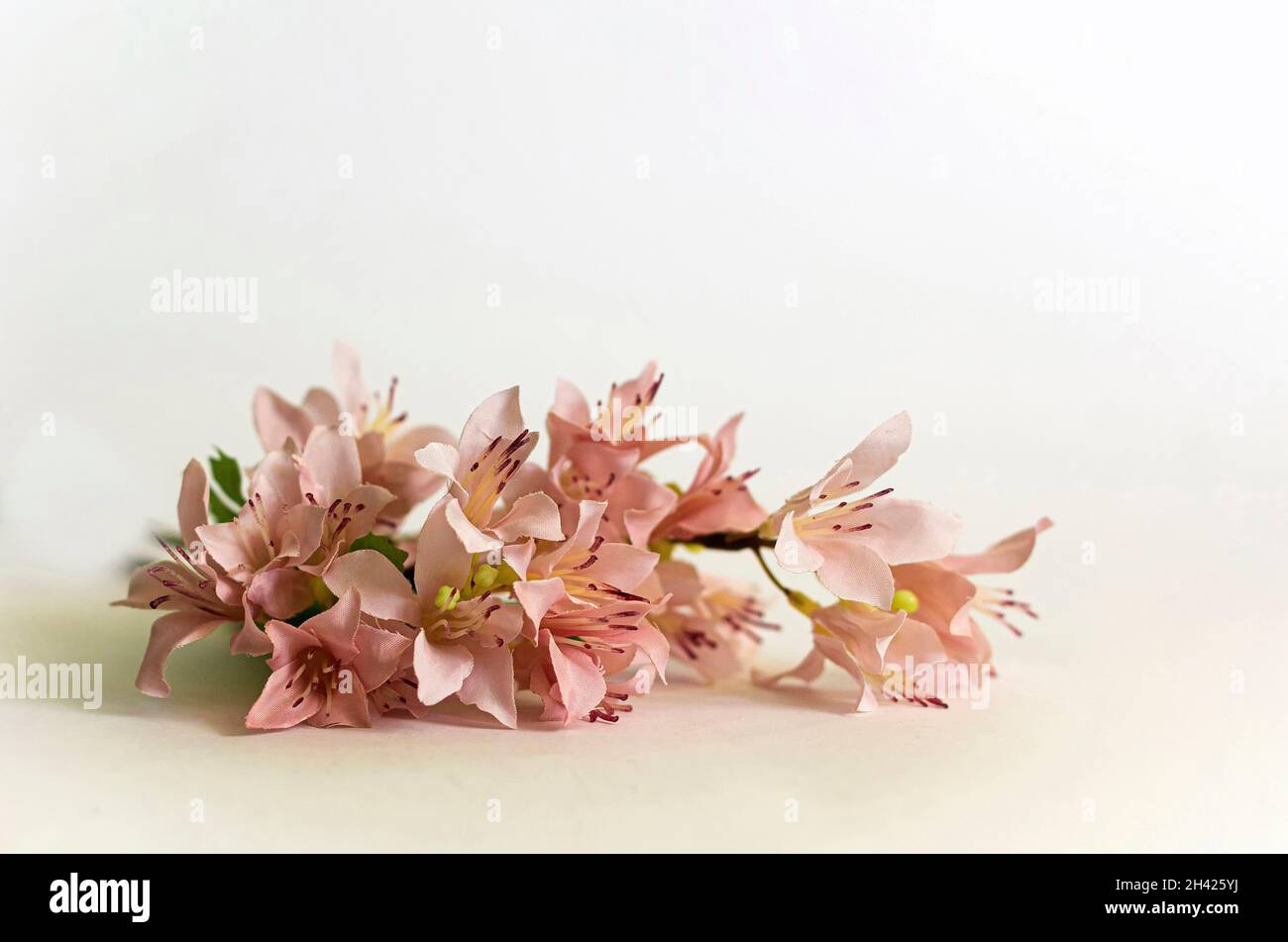 Pink alstroemeria flowers on a white background. Valentine's day, mother's day, womens day concept. Flat lay, top view, copy space Stock Photo