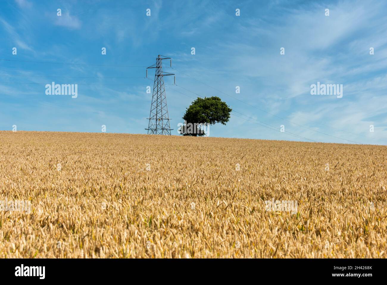 Wheat fields near Appledore in Kent, England Stock Photo