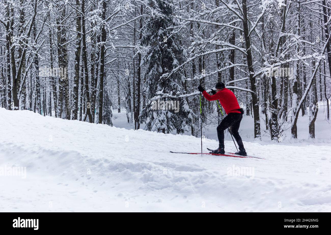People go cross-country skiing in winter forest on a nice day. Stock Photo