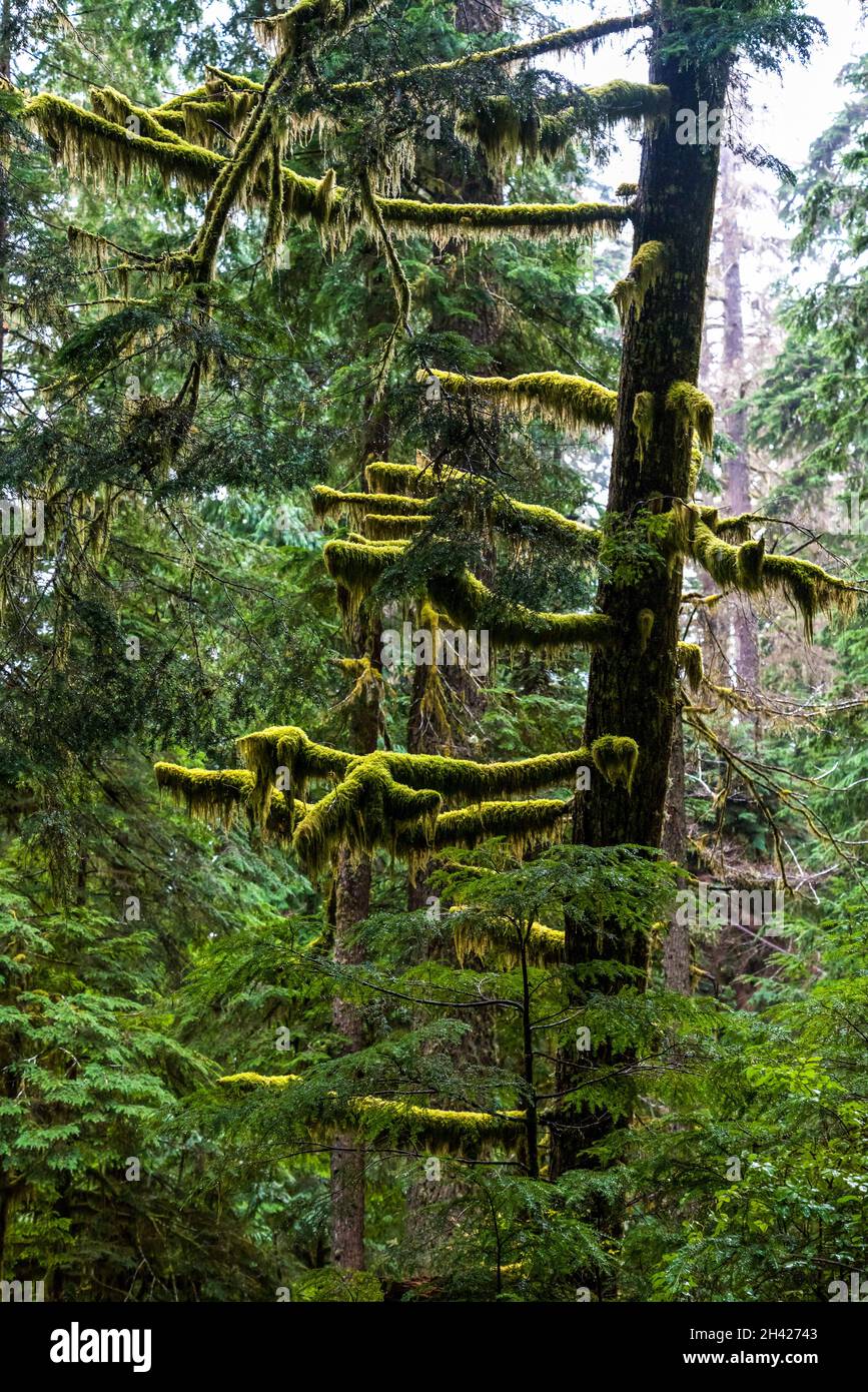 Rainforest at Mount Rainier National Park, USA Stock Photo Alamy