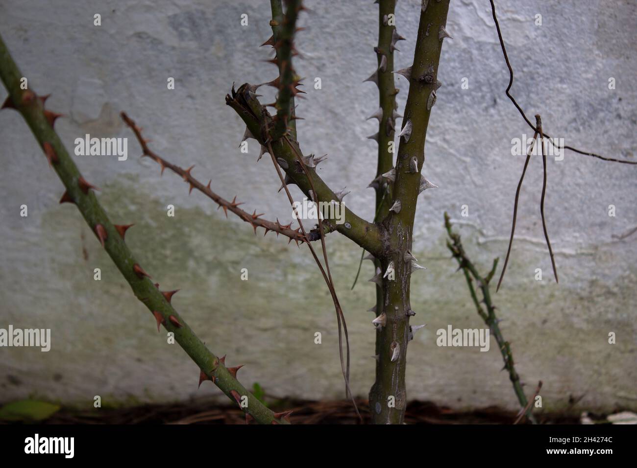 Dried and dead rose plant with sharp and pointy thorns Stock Photo Alamy