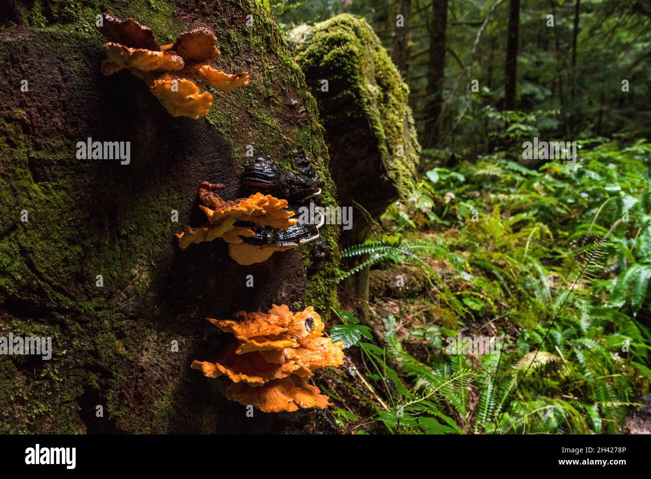 Rainforest at Mount Rainier National Park, USA Stock Photo Alamy