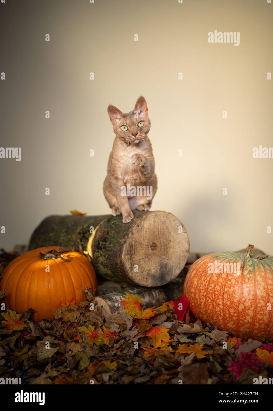 fawn lilac devon rex cat standing on tree stump with pumpkins and autumn leaves on the ground looking at camera with copy space Stock Photo