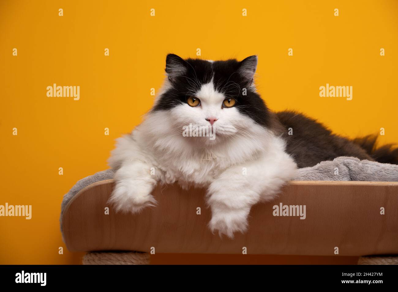 fluffy black and white british longhair cat resting on comfortable pet bed looking at camera on yellow background Stock Photo - Alamy fluffy black and white british longhair cat resting on comfortable pet bed looking at camera on yellow background Stock Photo - Alamy
