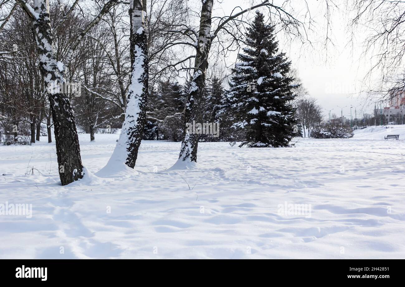 Winter park in the city with benches covered with snow Stock Photo - Alamy