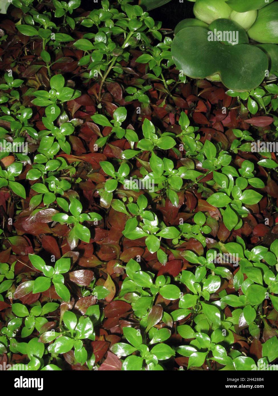Common Names Of Water Plants