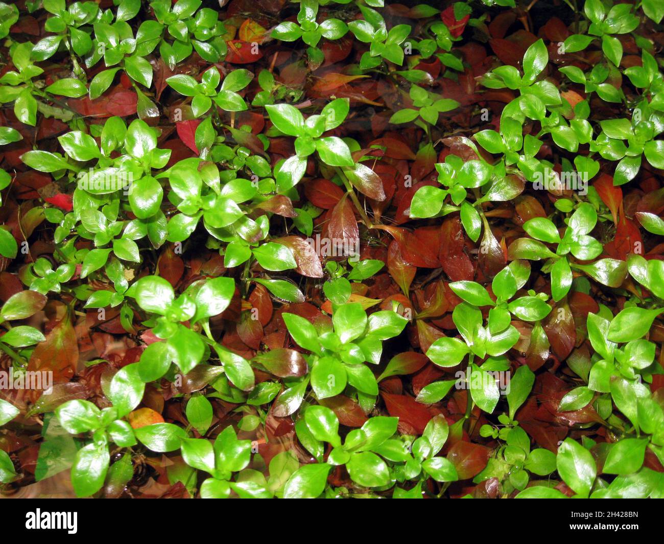 Ludwigia palustris is a flowering plant in the evening primrose family known by the common names marsh seedbox, Hampshire-purslane and Water-purslane Stock Photo