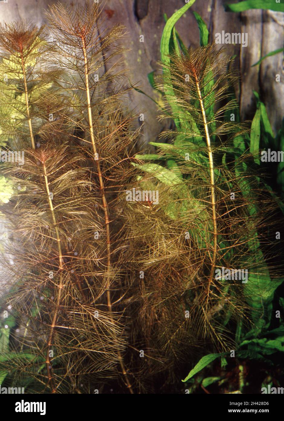 Myriophyllum tuberculatum, also known as the Red Watermilfoil Stock Photo
