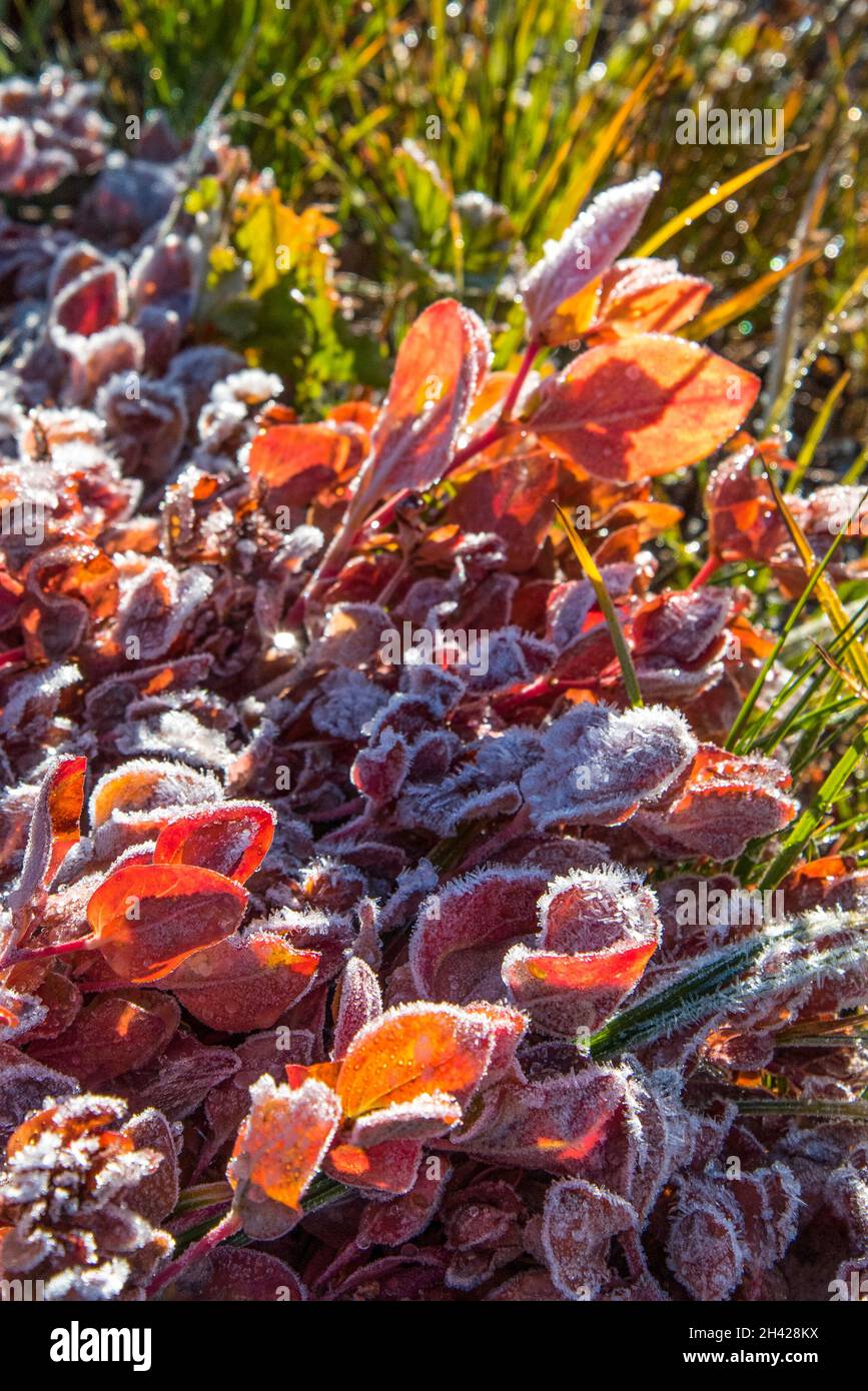 Frozen plants in the morning in the Mount Rainier NP, USA Stock Photo