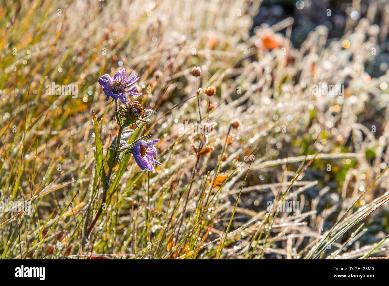 Frozen plants in the morning in the Mount Rainier NP, USA Stock Photo ...