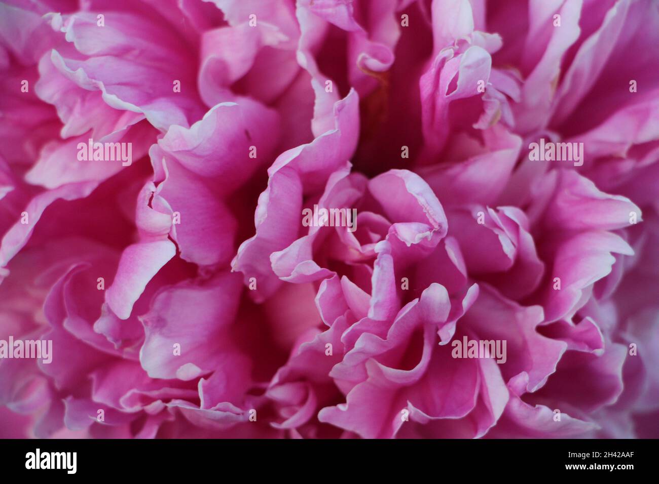 pink peony flower petals closeup macro romantic background Stock Photo ...