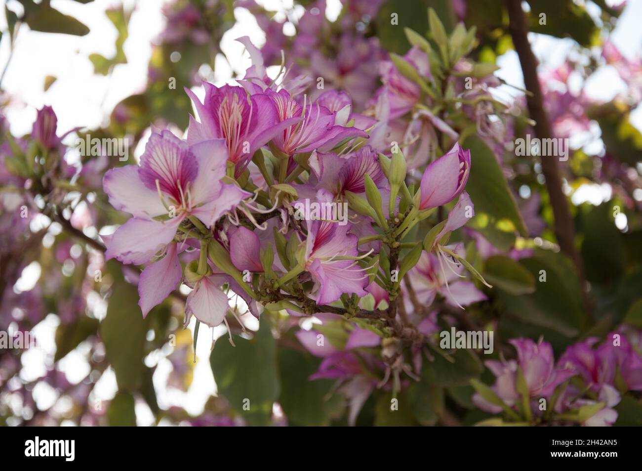 Bauhinia variegata Flowers, Amman, Jordan Stock Photo Alamy