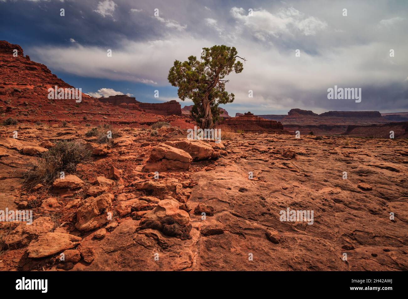 Vibrant red rocks utah landscape with one tree Stock Photo - Alamy
