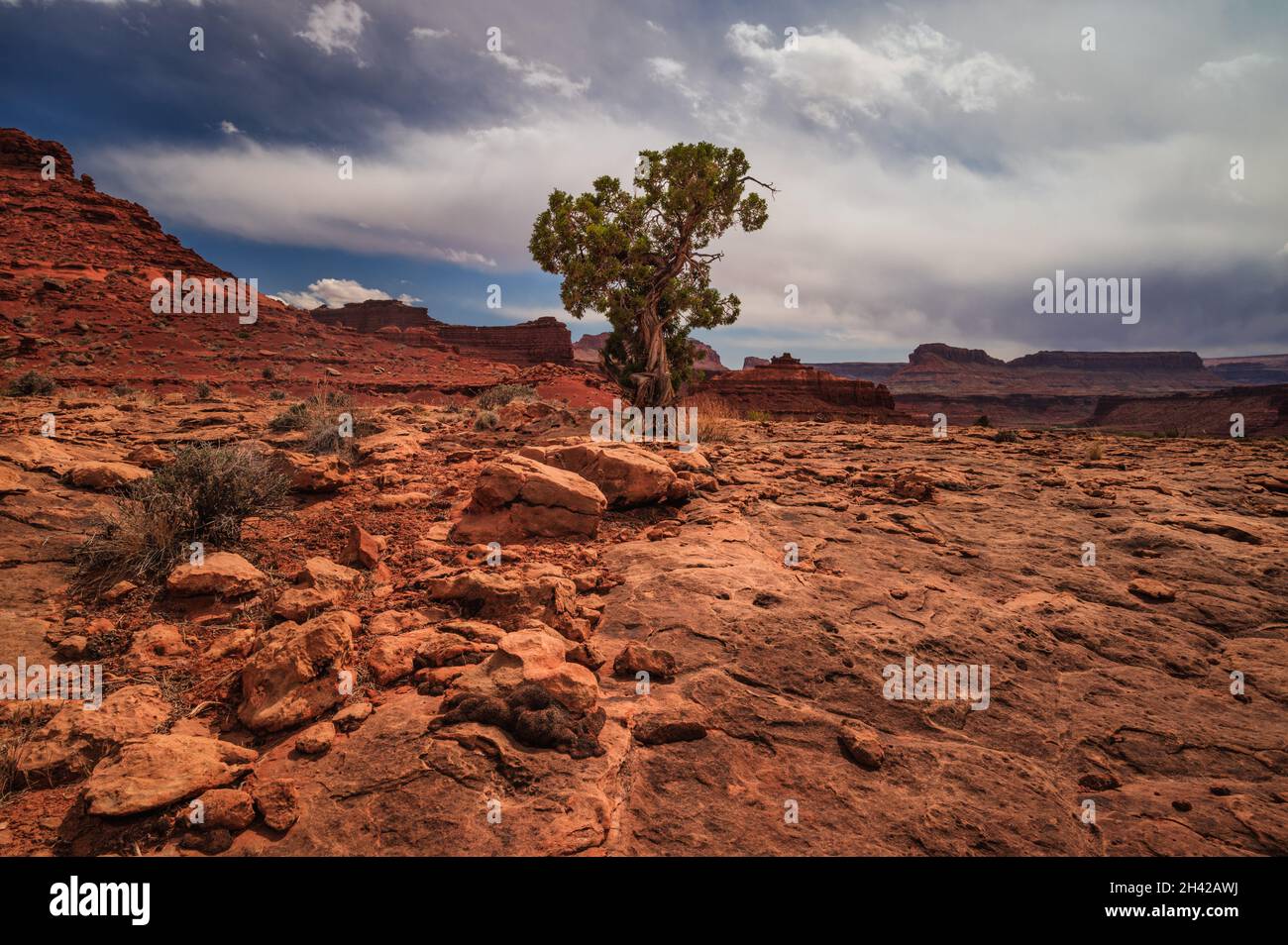 Vibrant red rocks utah landscape with one tree Stock Photo