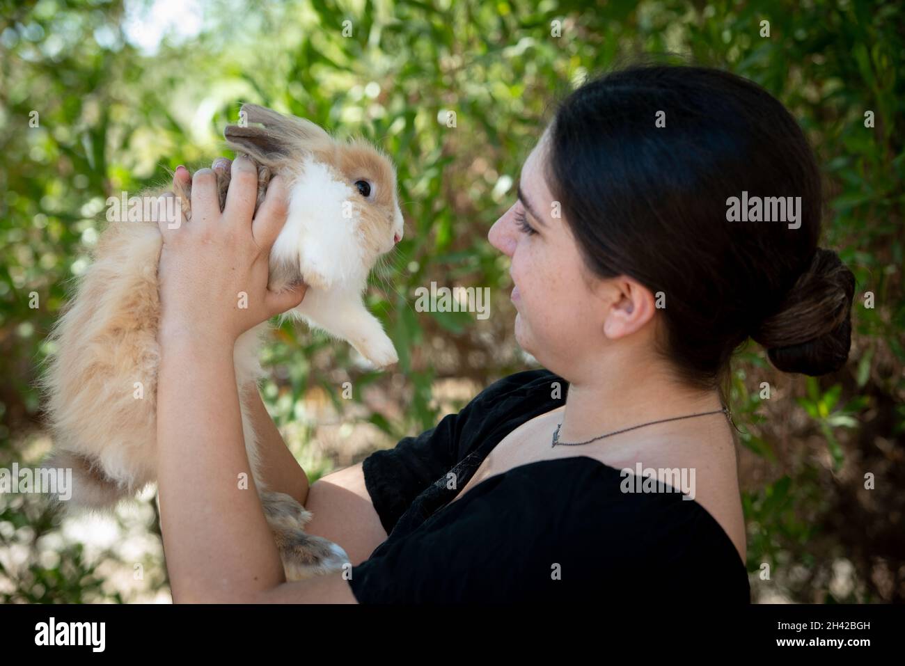 Rabbit Care - Weighing Rabbit on scales Stock Photo - Alamy