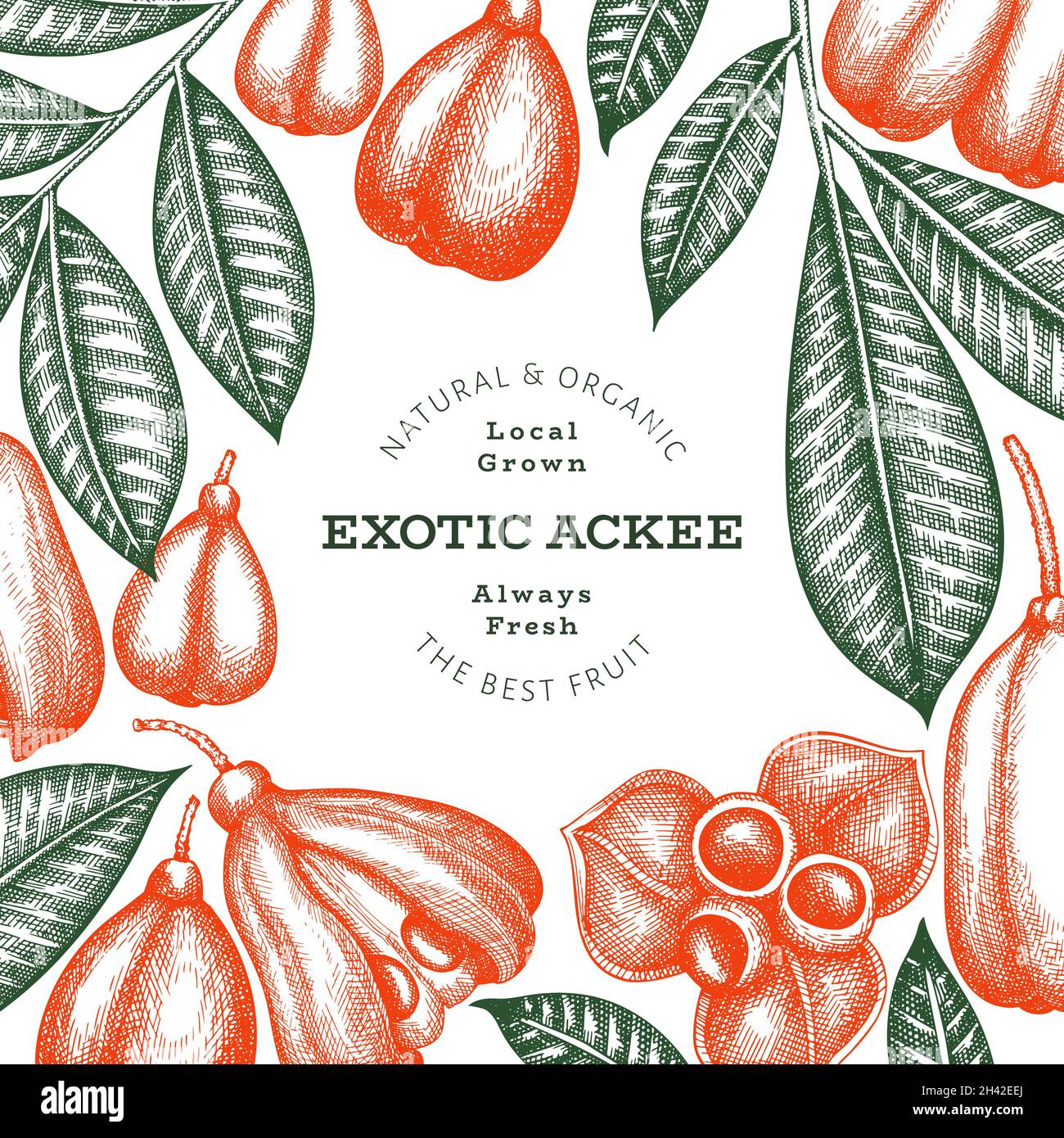 Hand drawn sketch style ackee banner. Organic fresh food vector ...