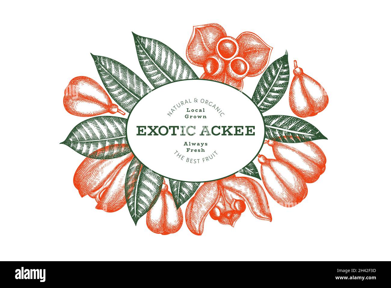 Hand drawn sketch style ackee banner. Organic fresh food vector ...