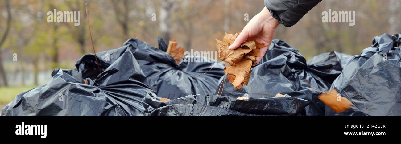 disposable garbage bags full of leaves and branches after trimming a garden  Stock Photo - Alamy