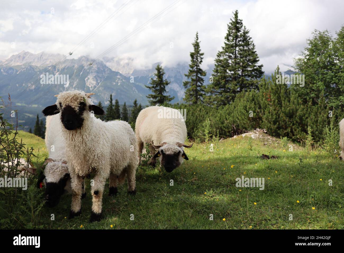 Young Sheep in Austrian Nature during Summer. Cute White Lamb with Black Face in Tyrol. Stock Photo