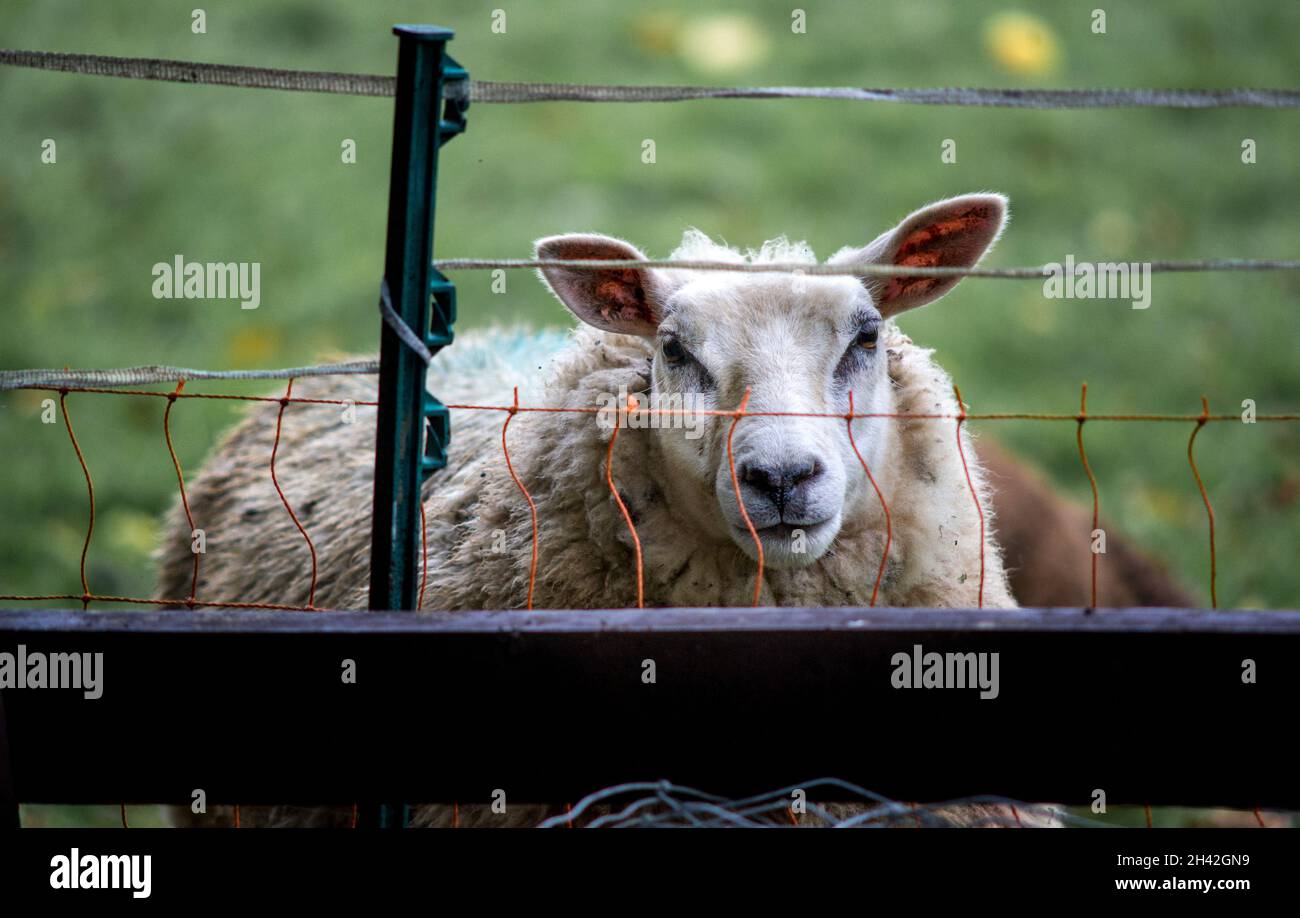 sheep herefordshire behind electric fence Stock Photo