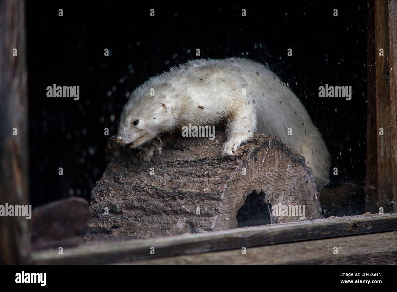 stuffed Albino Ferret Stock Photo Alamy