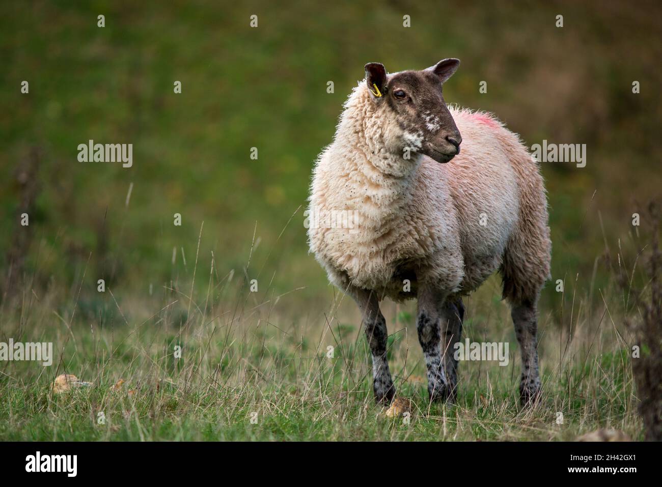 Hereshire sheep Ovis aries Stock Photo