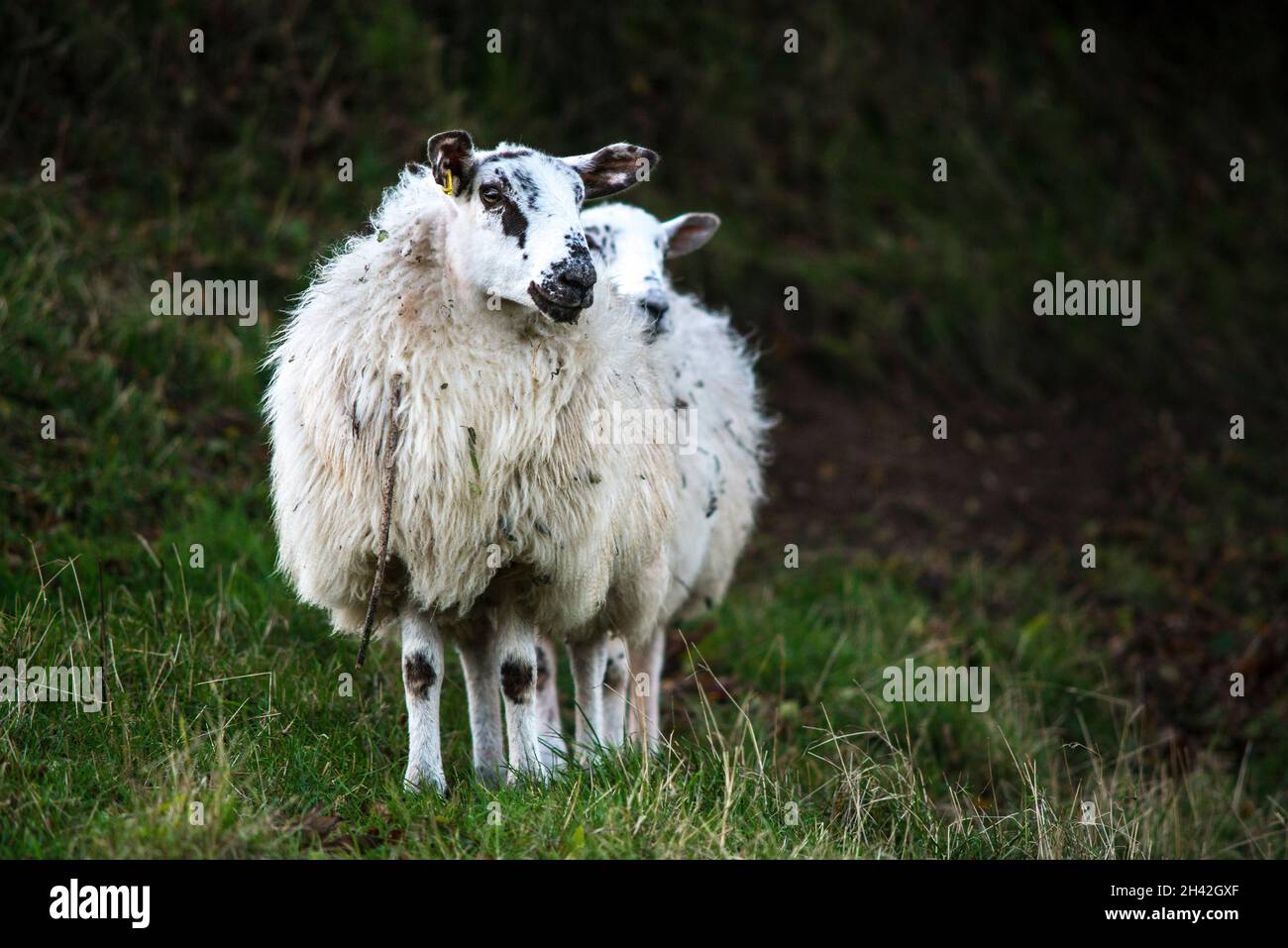 Hereshire sheep Ovis aries Stock Photo