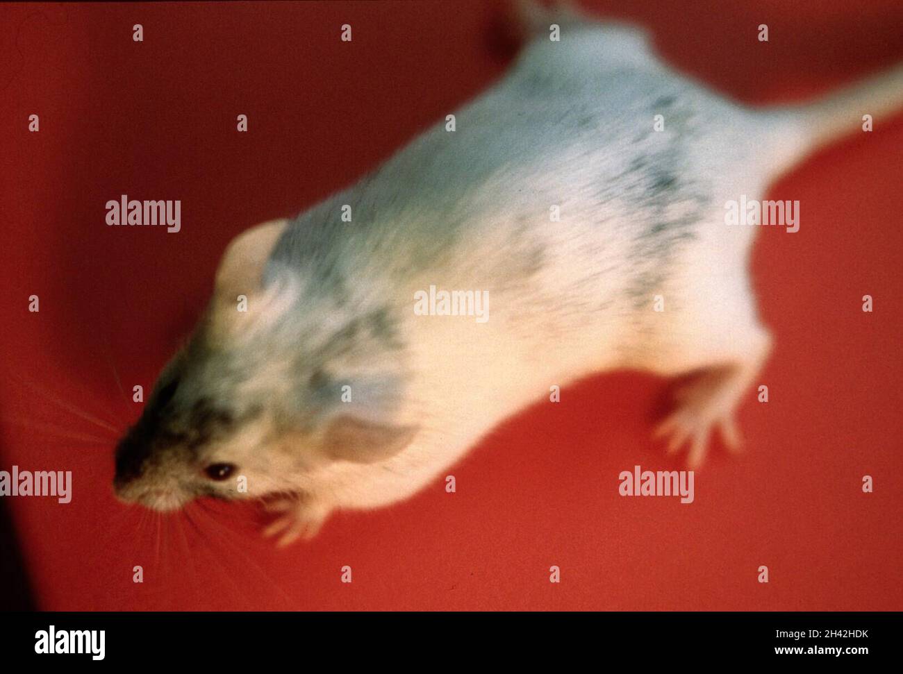 Chimeric mouse Stock Photo