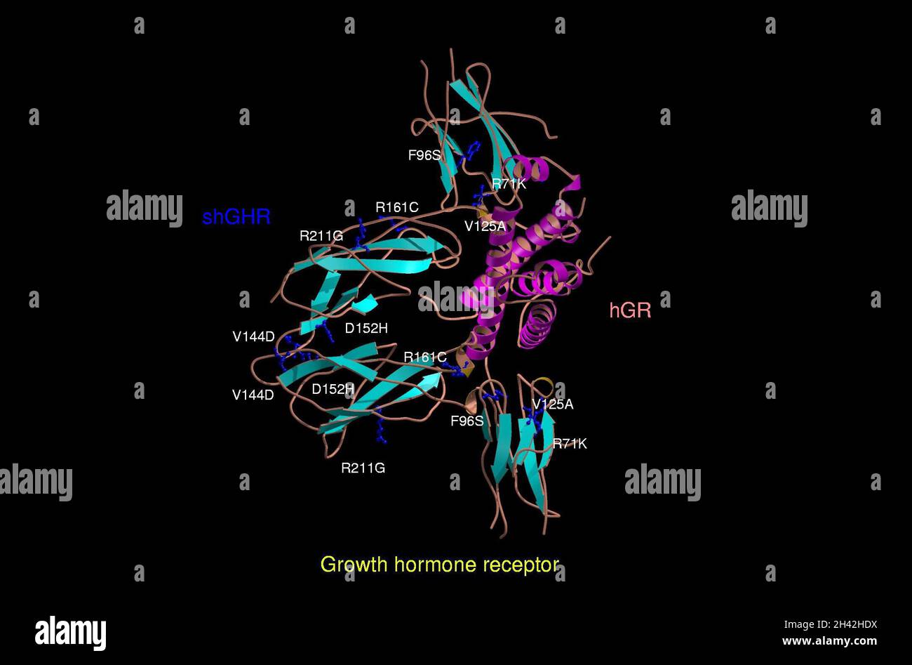 Mol.model of growth hormone receptor Stock Photo - Alamy